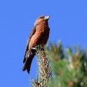 IMG_0350a