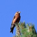 IMG_0351a