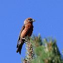 IMG_0353a