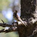 IMG_0573a