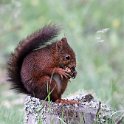 IMG_0801a