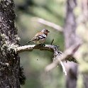 IMG_0816a