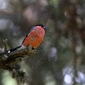 IMG_0826a