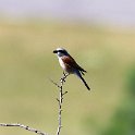 IMG_0849a