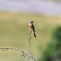 IMG_0856a