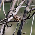 IMG_0872a