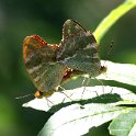 IMG_0895a