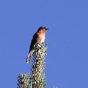 IMG_0909a