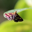 IMG_9860a