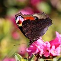 IMG_9896a