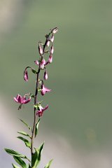IMG_0737