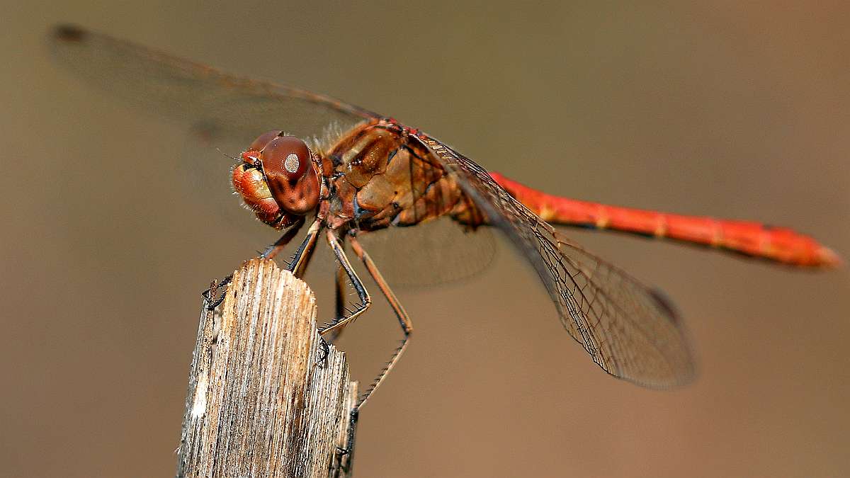 Sympetrum méridionale (mâle)