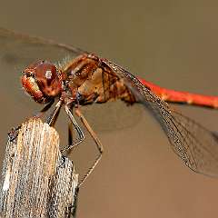 Sympetrum méridionale (mâle)