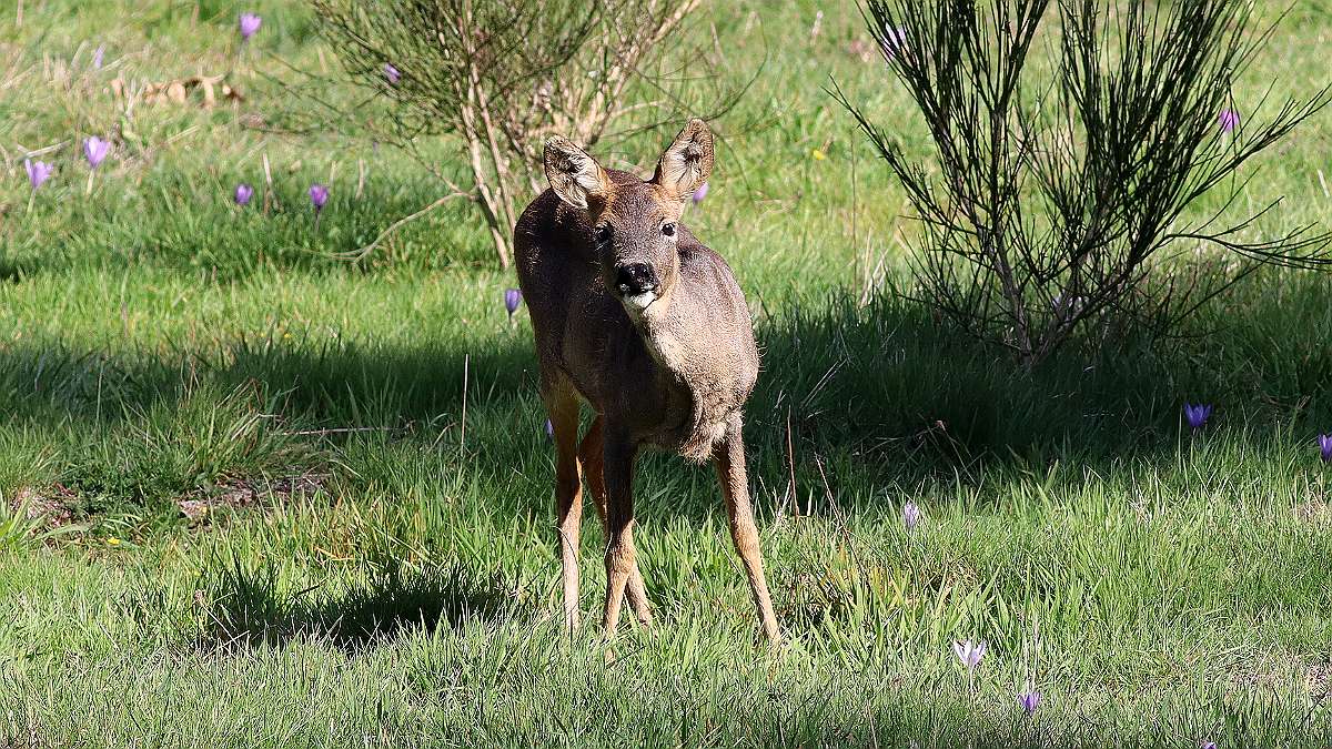 IMG_1140a