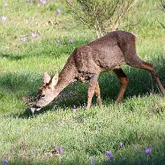 IMG_1133a