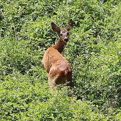 IMG_5890a