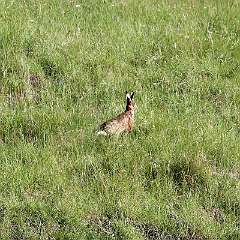 IMG_0804a