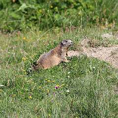 IMG_2312a