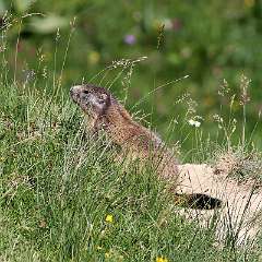 IMG_2337aa