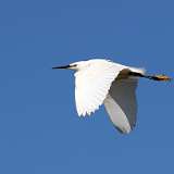 Aigrette garzette et grande aigrette
