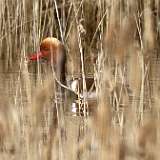 IMG_0055a