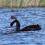 IMG_0529a