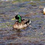 IMG_0713a