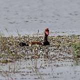 IMG_1080a