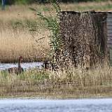 IMG_1089a