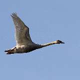 IMG_2823a