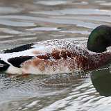 IMG_9726a