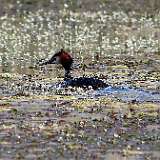 IMG_0170a