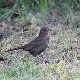 IMG_2239a