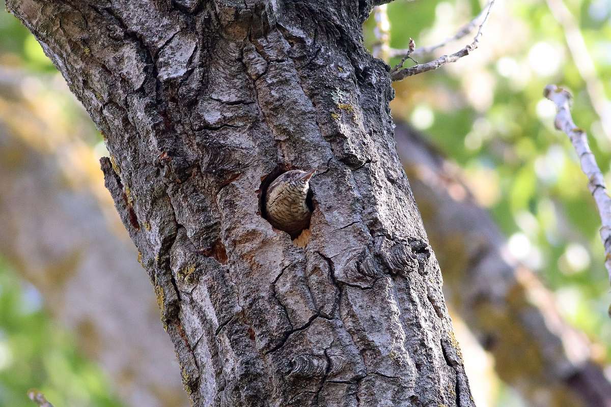 IMG_1983a