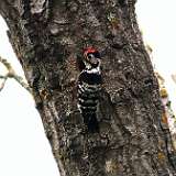 IMG_1767a