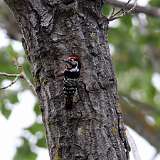 IMG_1776a
