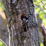 IMG_1889a