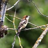 IMG_1741a