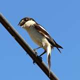 IMG_2156a