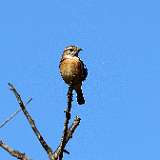 IMG_1444a