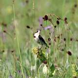 IMG_2306aa