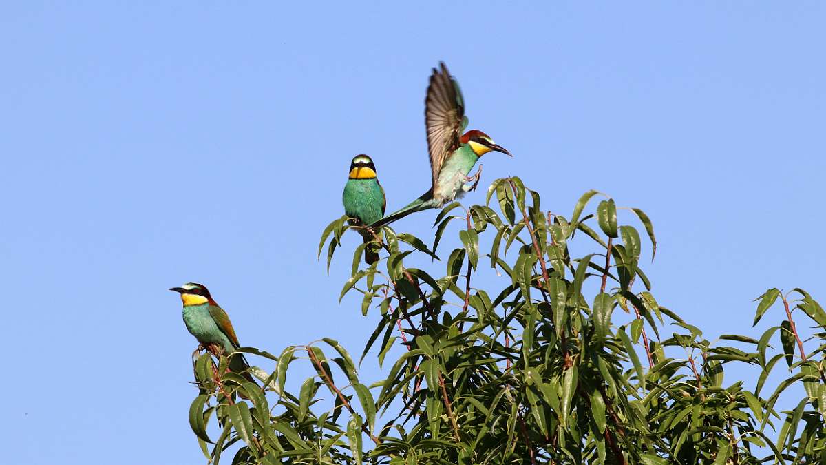IMG_1903a