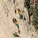 IMG_0618a