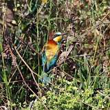 IMG_0641a