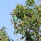 IMG_0659a (2)