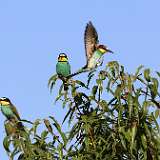 IMG_1903a