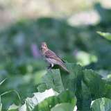 IMG_2223a