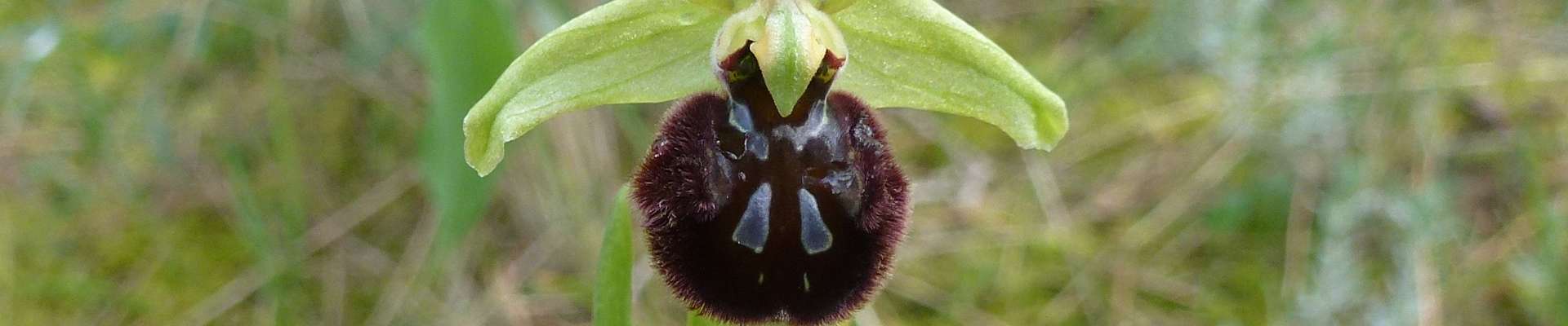 Cliquer pour montrer ou cacher les boutons du haut