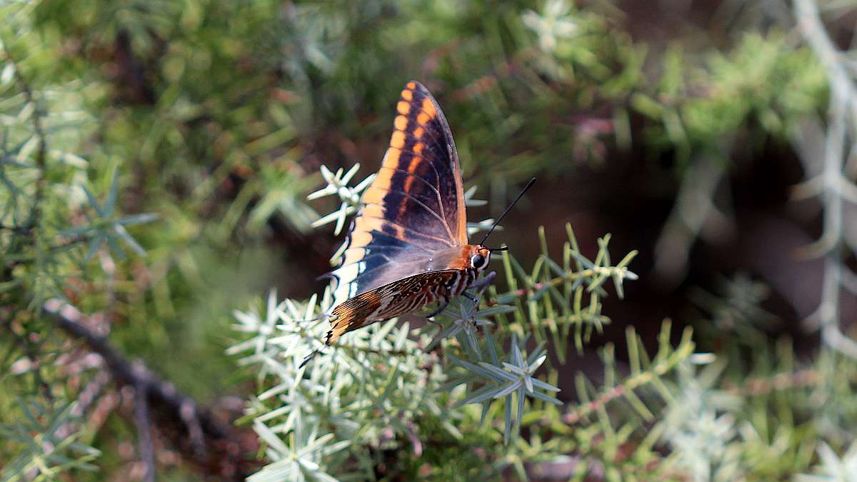Charaxes jasius