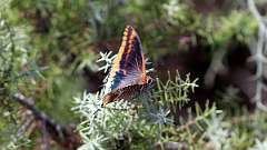 Charaxes jasius